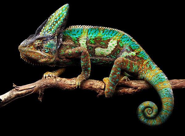 Referencis : Agence experte en marketing digital et coaching d'entreprise