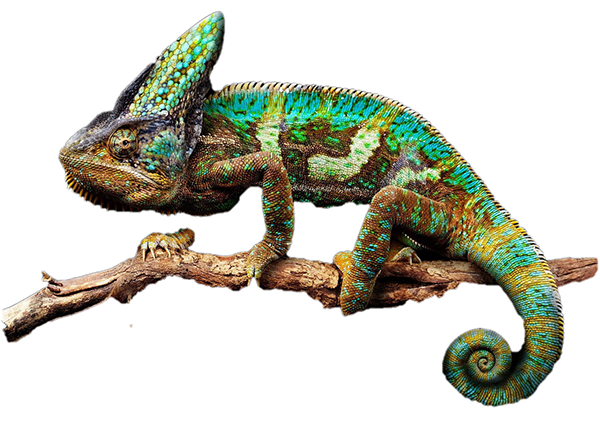 Referencis, Agence marketing digital et coaching d'entreprise