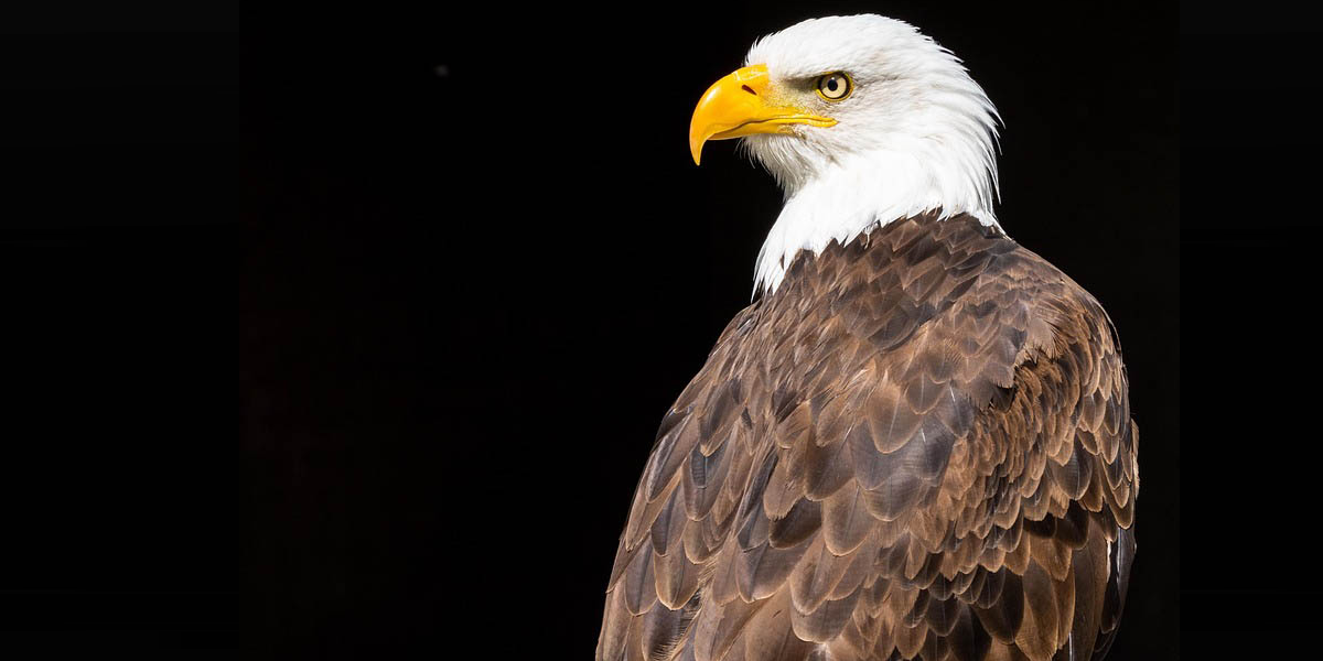 Prenez le contrôle de votre entreprise avec le coaching Referencis